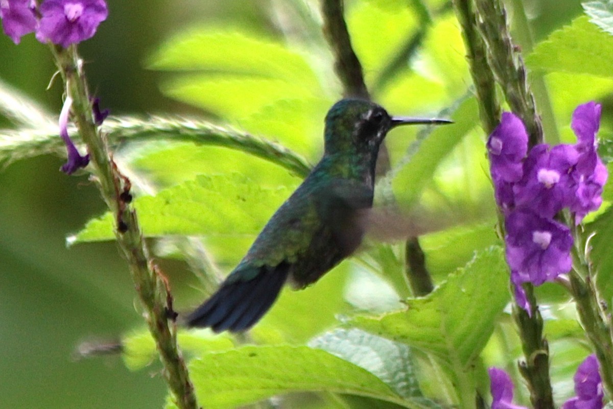 Blue-tailed Emerald - John Trent