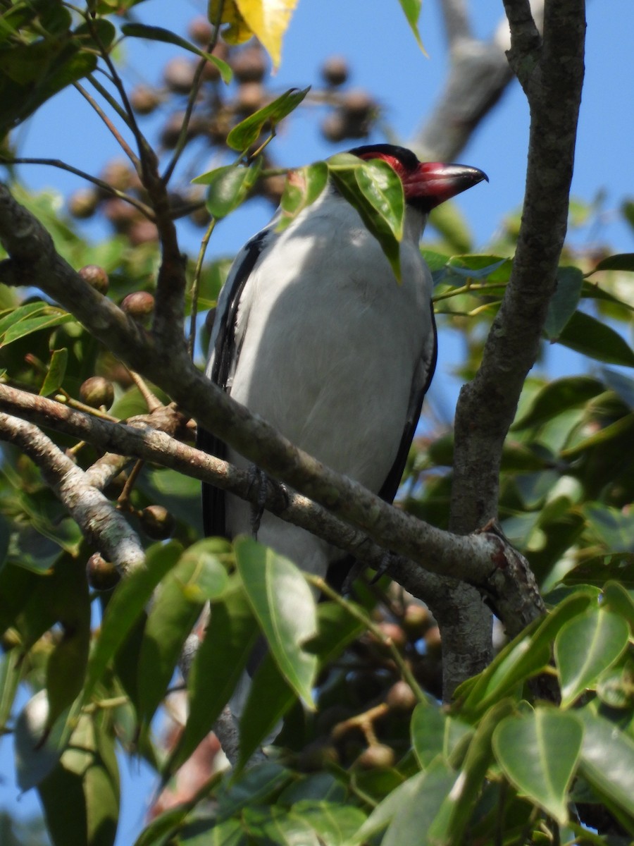 Masked Tityra - ML191972651