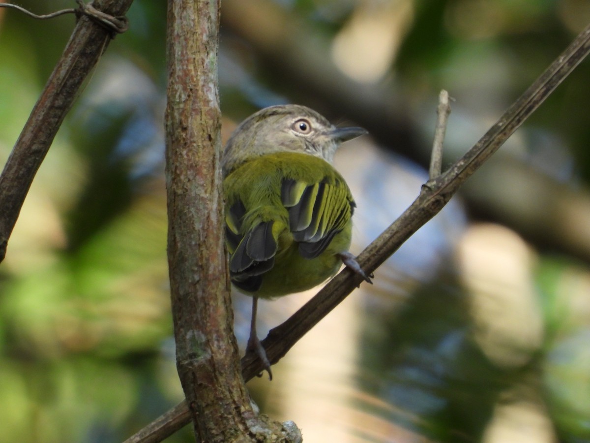 Yellow-olive Flatbill - ML191972691