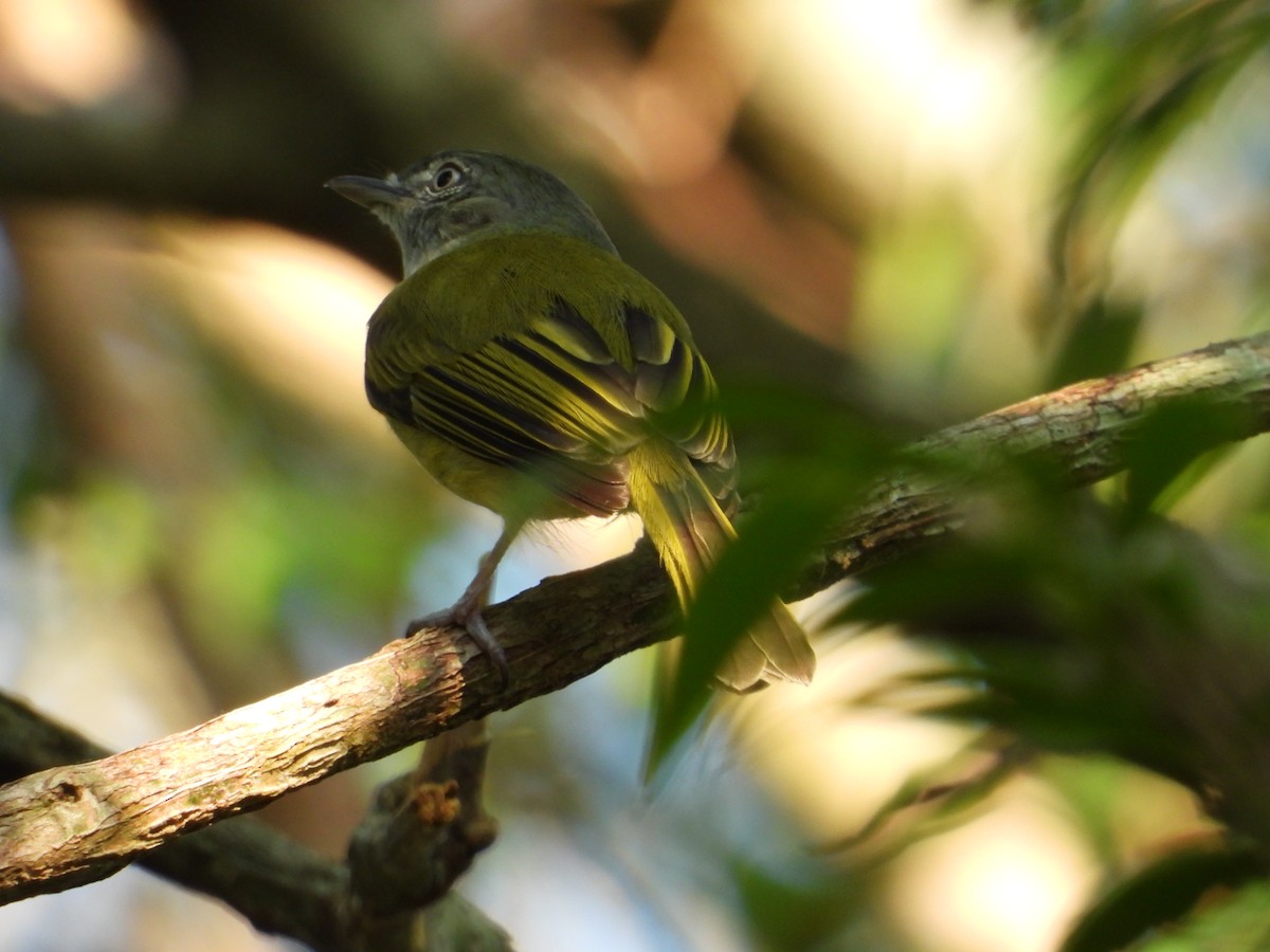 Yellow-olive Flatbill - ML191972701