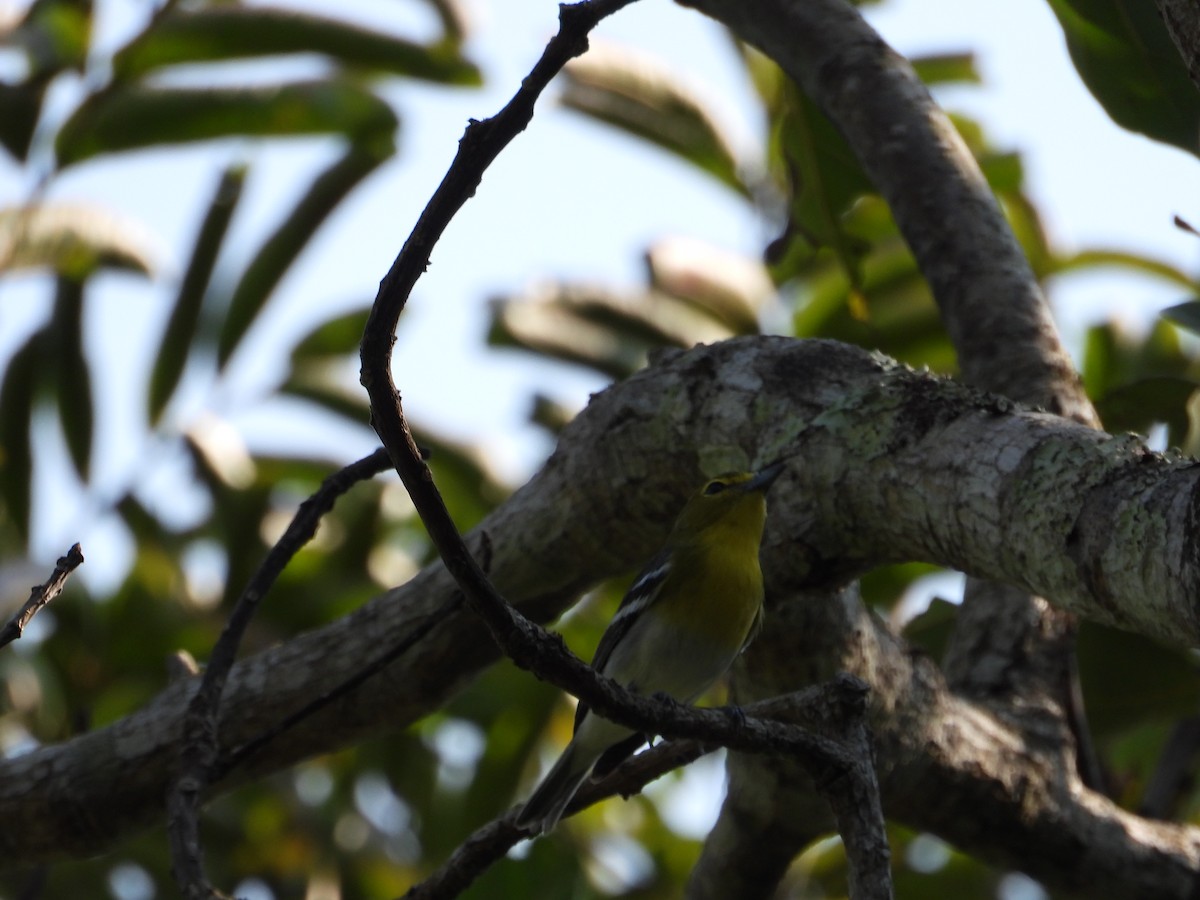 Yellow-throated Vireo - ML191972941