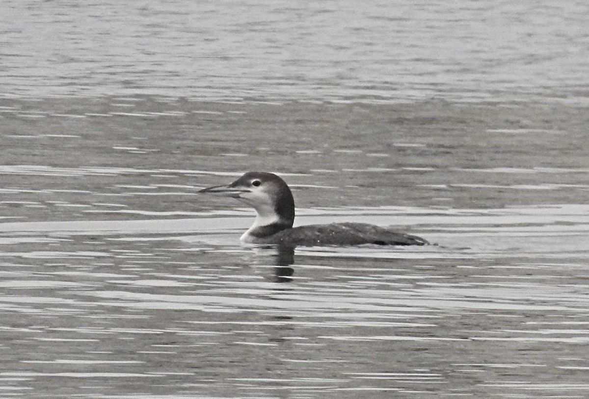 Common Loon - ML191973381