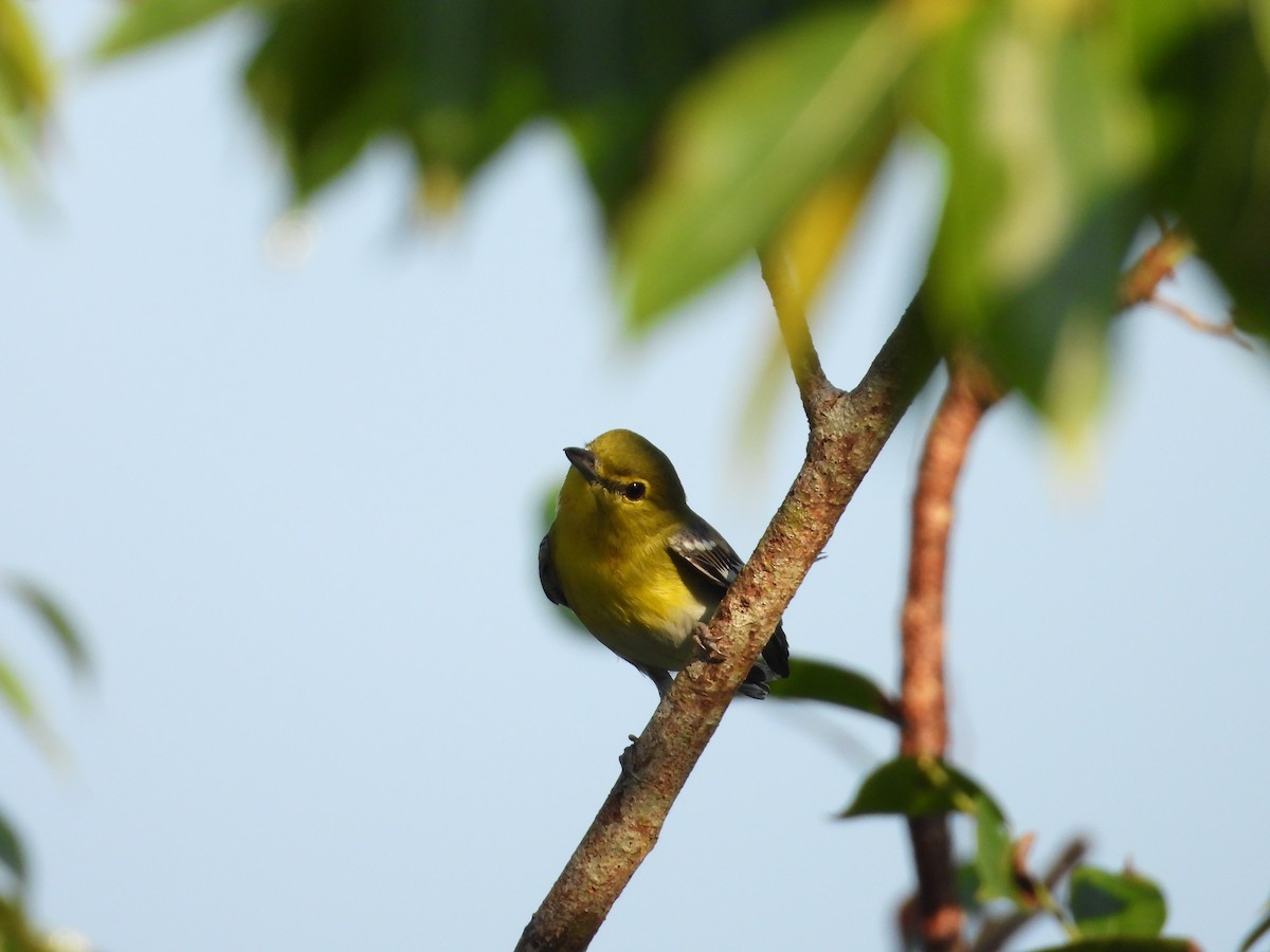 Vireo Gorjiamarillo - ML191973441