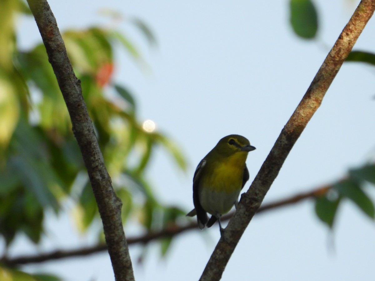 Vireo Gorjiamarillo - ML191973451