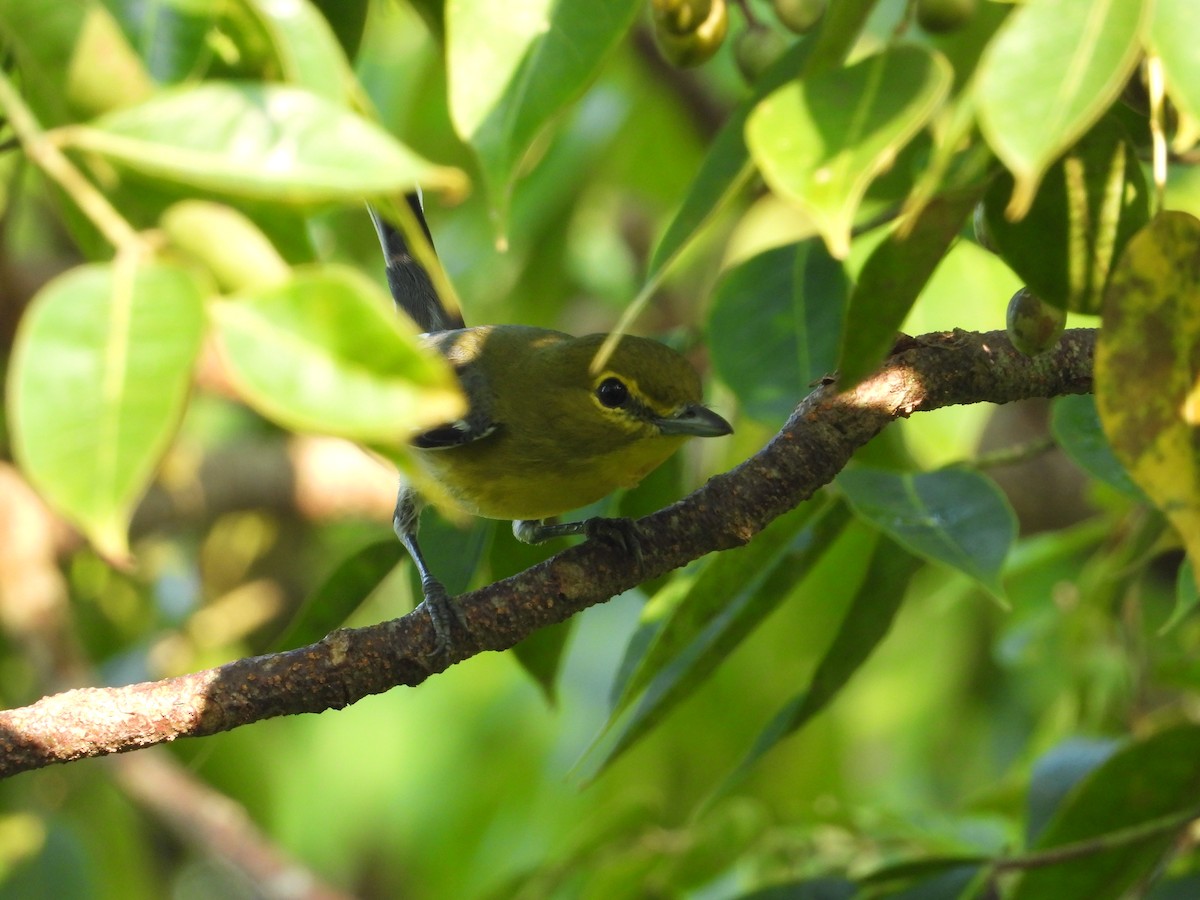 Vireo Gorjiamarillo - ML191973481