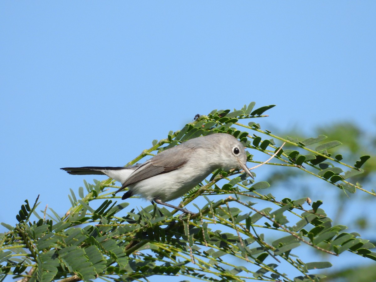 Blue-gray Gnatcatcher - ML191973811