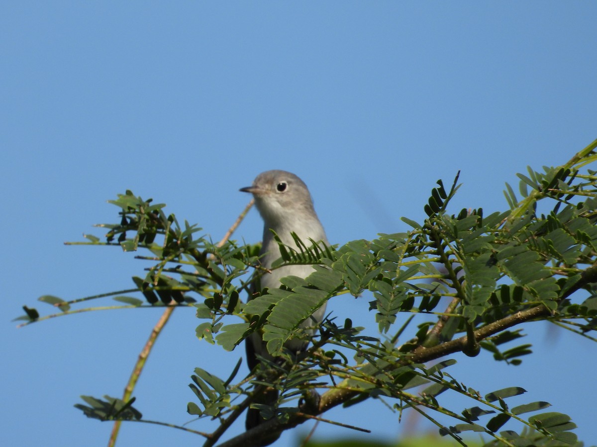 Blue-gray Gnatcatcher - ML191973821