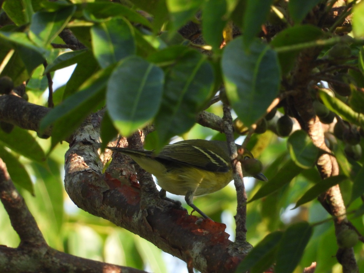 White-eyed Vireo - ML191973981