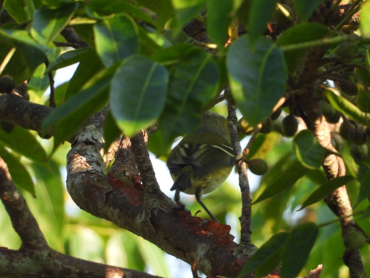 Vireo Ojiblanco - ML191973991