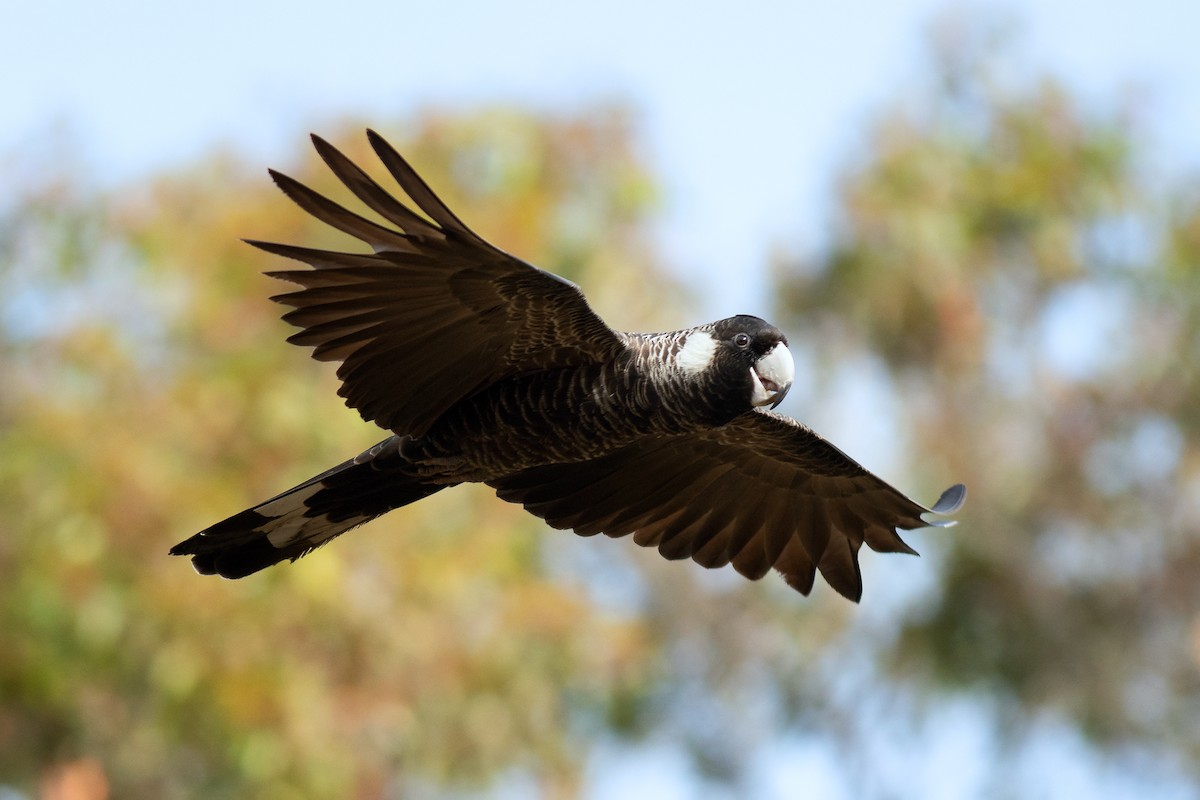 Baudin's Black-Cockatoo - Charles Thomas