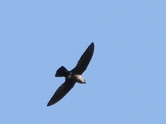 Mottled Spinetail - ML191974311