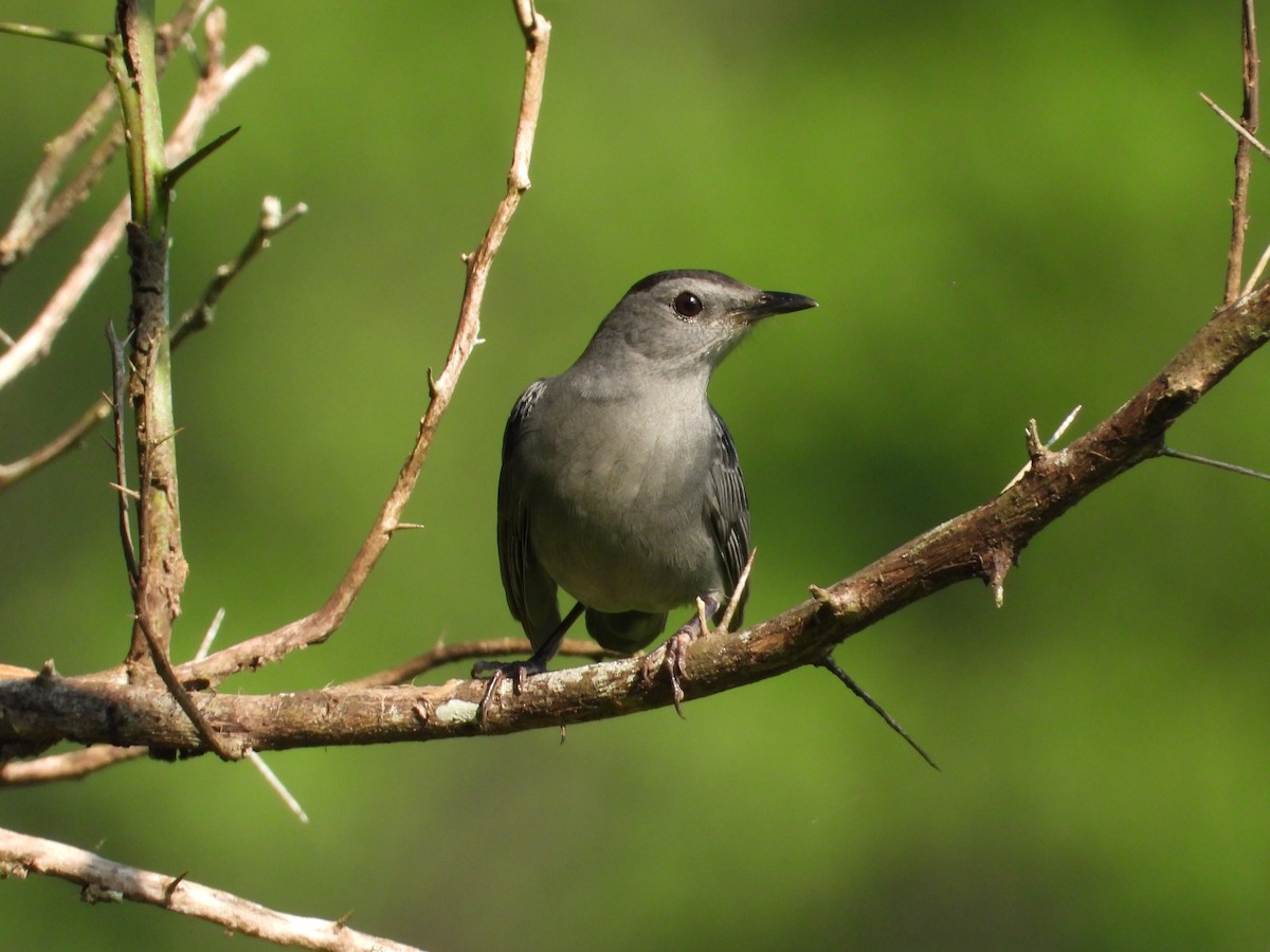 Gray Catbird - ML191974331