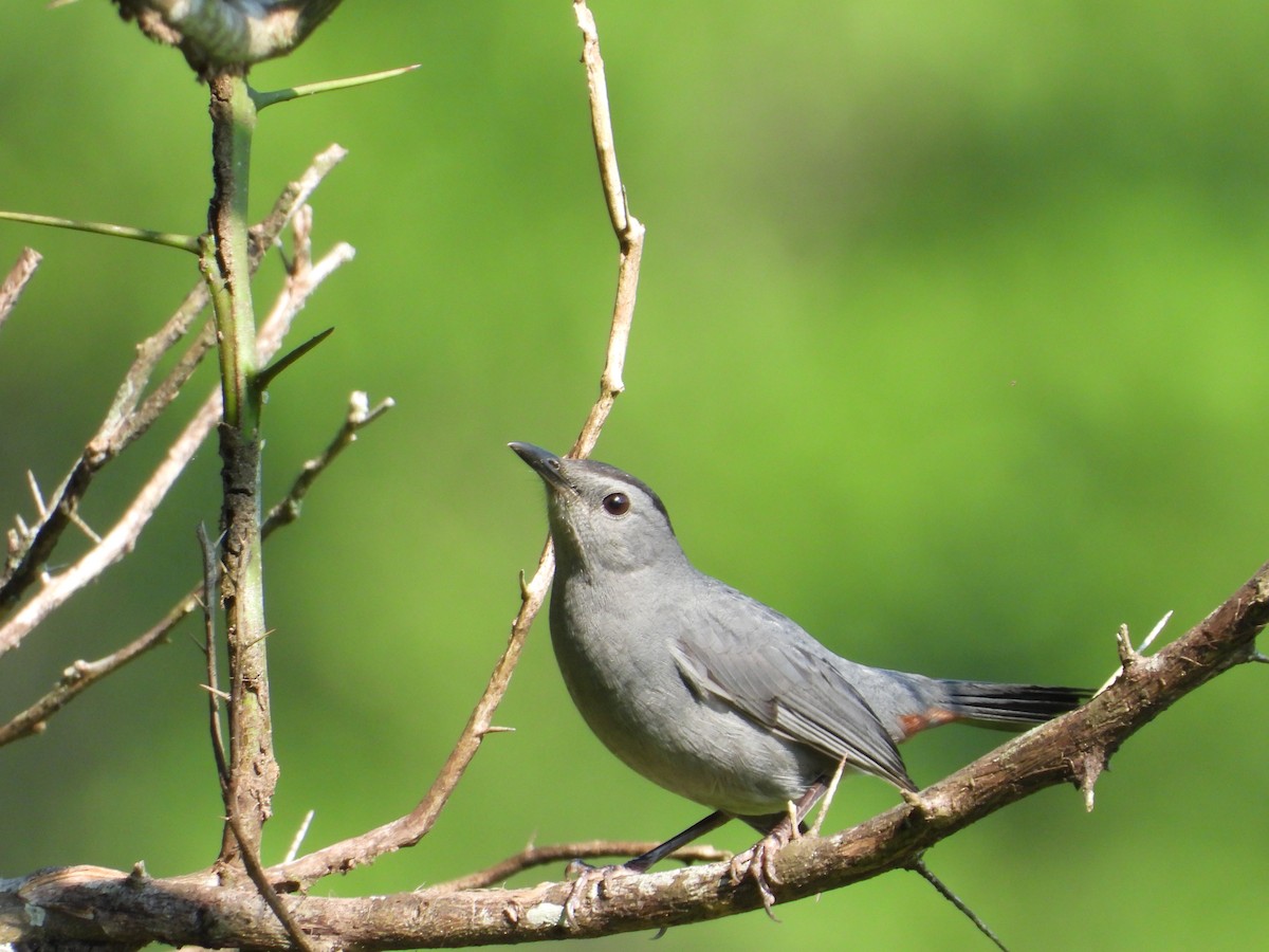 Gray Catbird - ML191974341