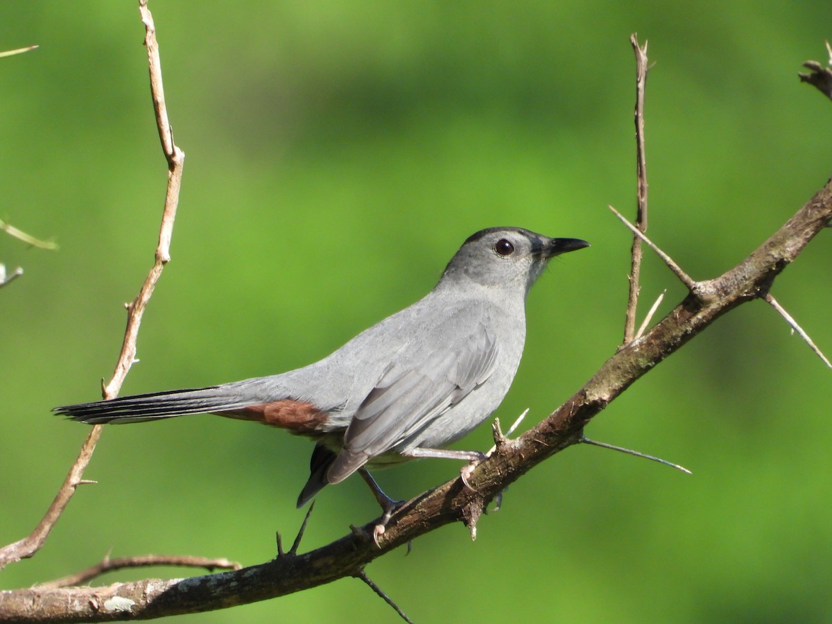 Gray Catbird - ML191974361