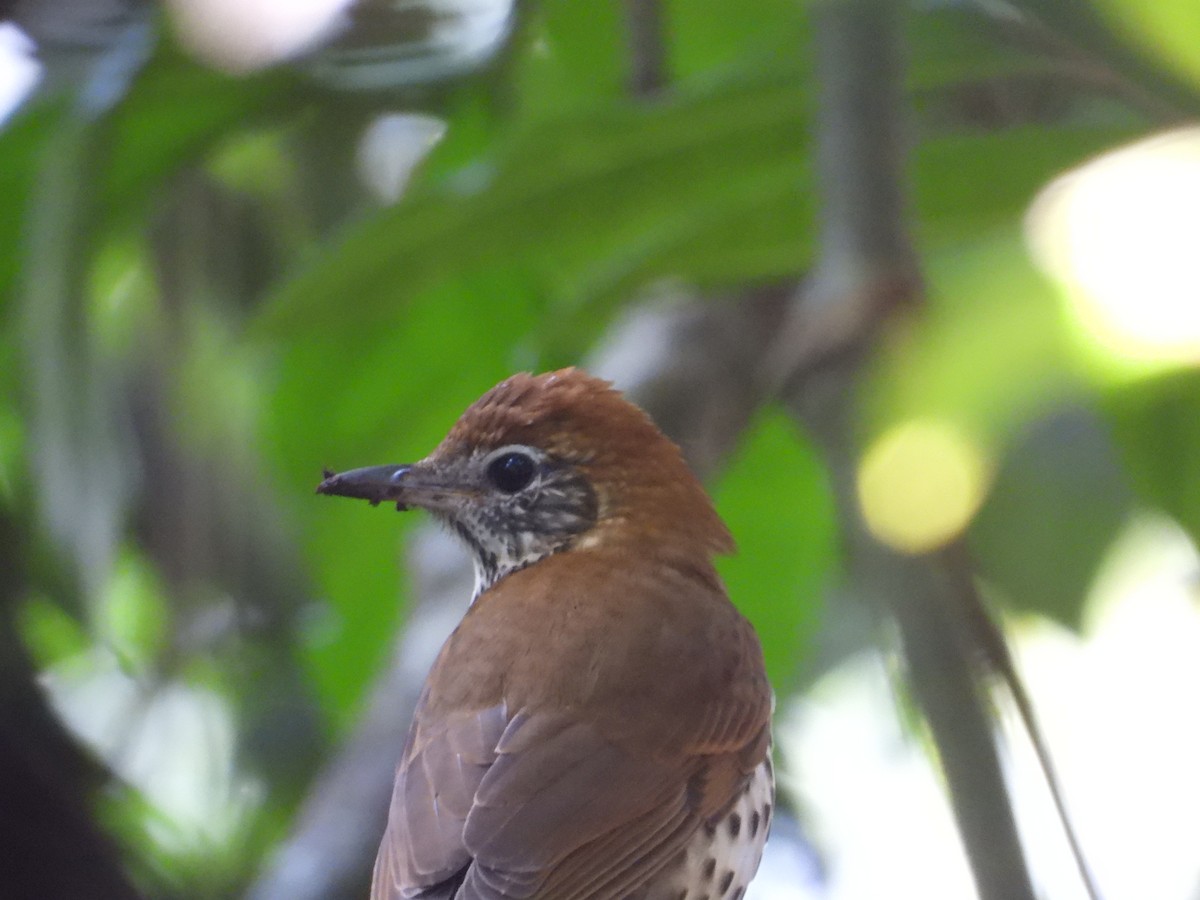 Wood Thrush - ML191974461