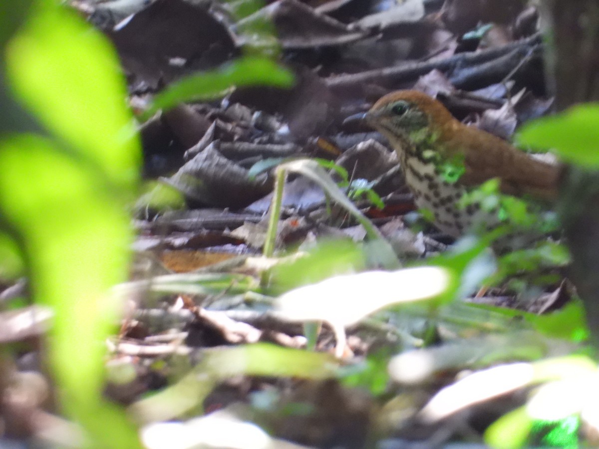 Wood Thrush - ML191974481