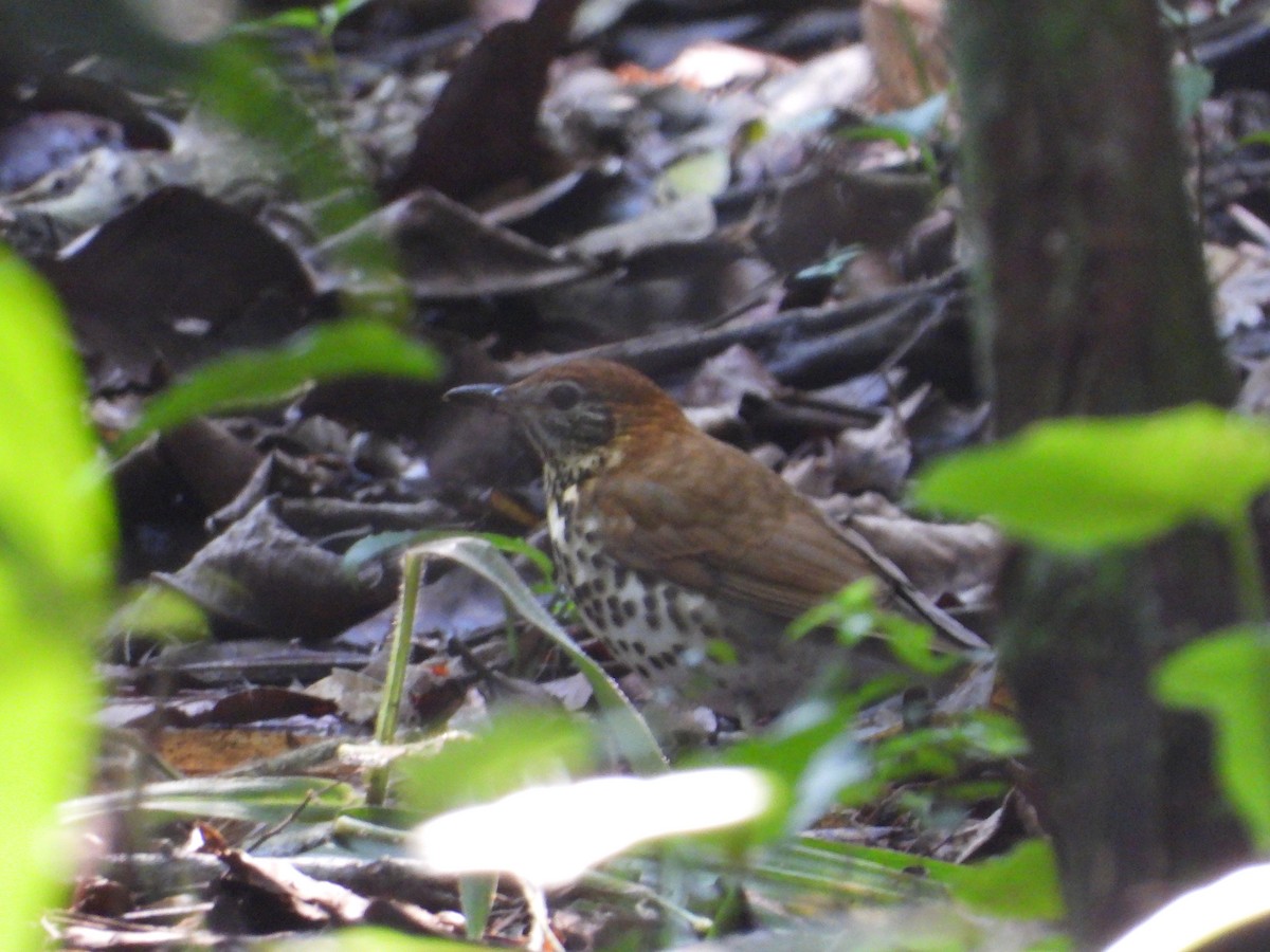 Wood Thrush - ML191974491