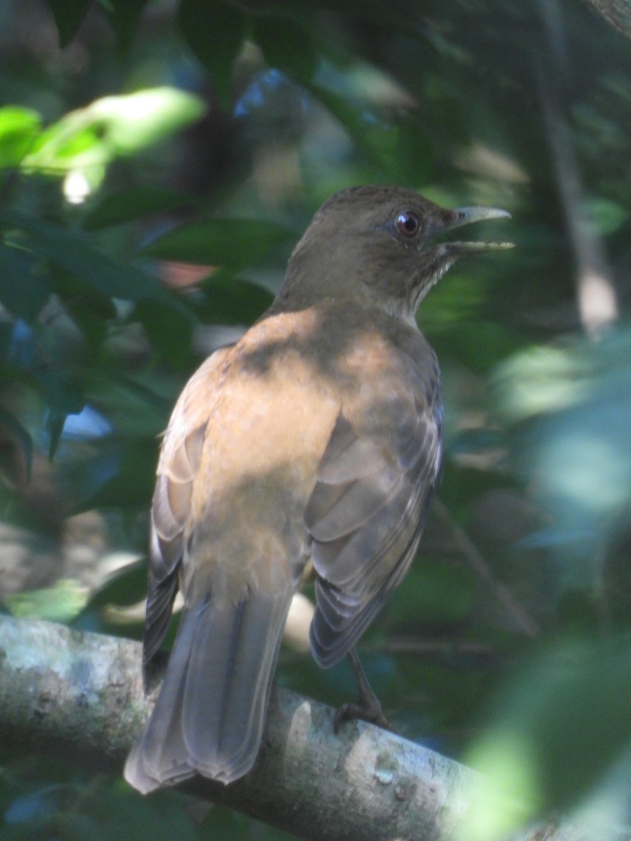 Clay-colored Thrush - ML191974691