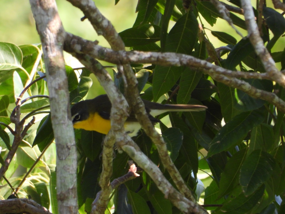 Yellow-breasted Chat - ML191974781