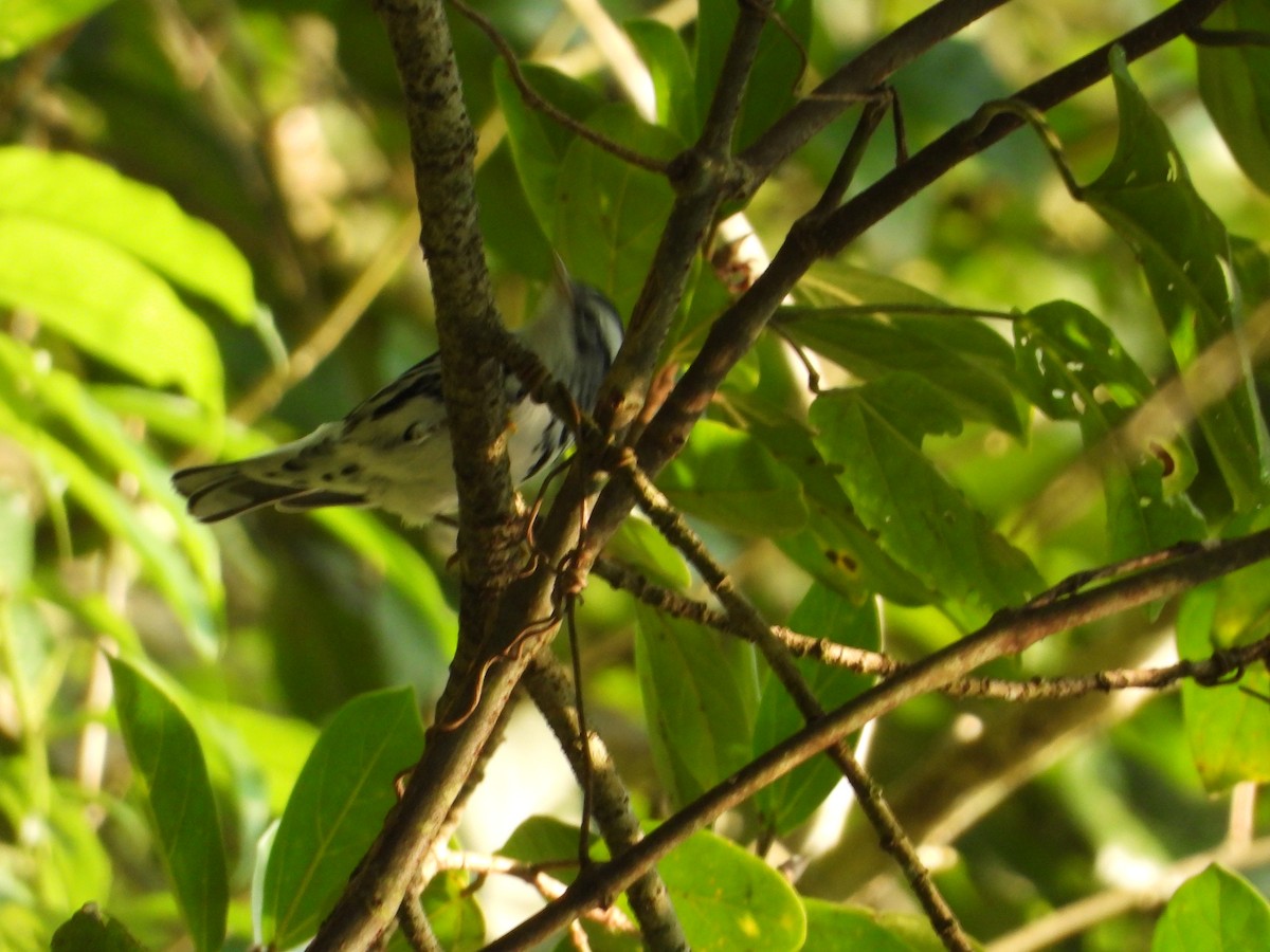 Black-and-white Warbler - ML191974911