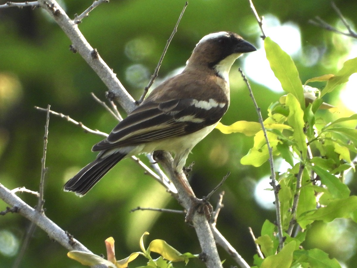 White-browed Sparrow-Weaver - ML191975351