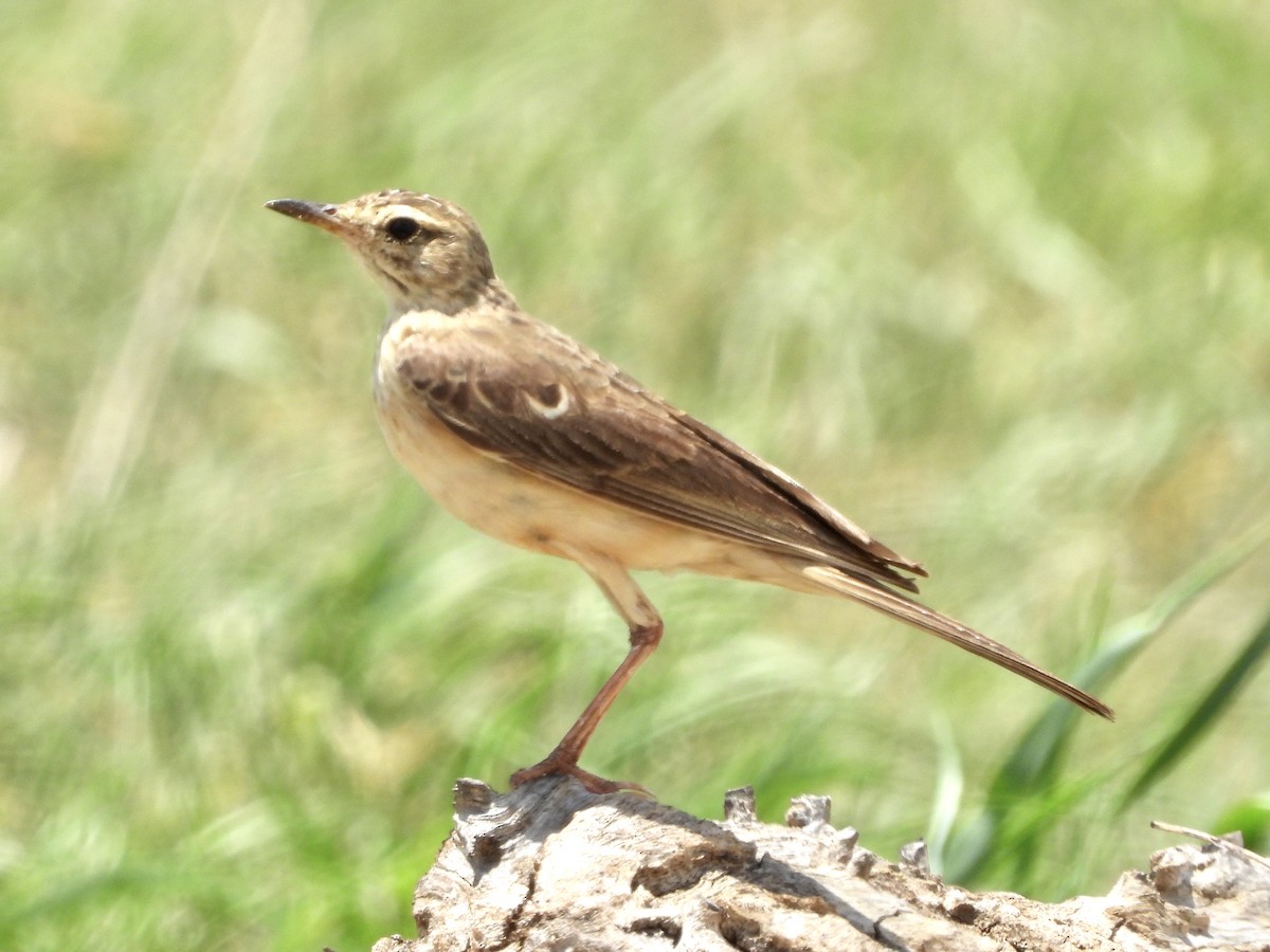 Plain-backed Pipit - ML191975451