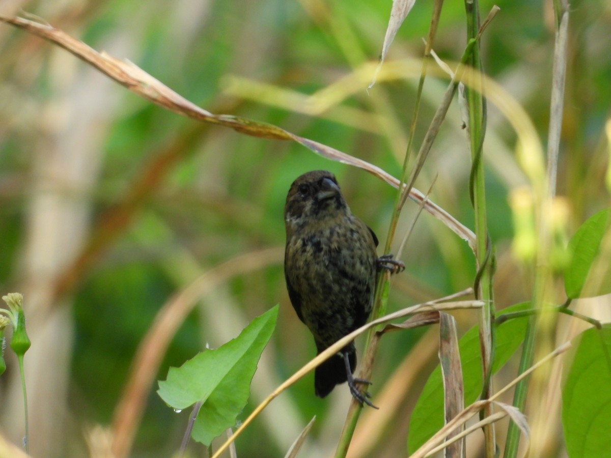 Blue-black Grassquit - ML191975681