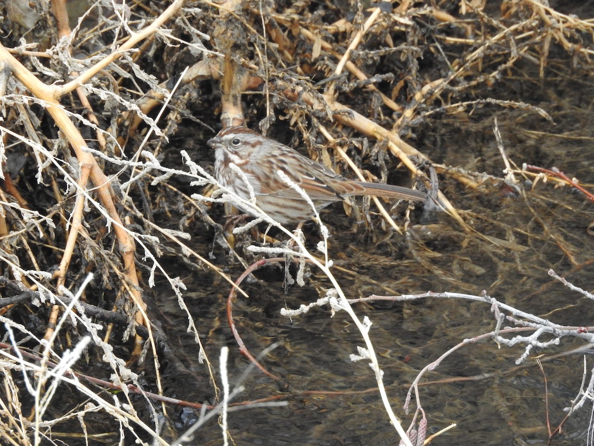 Song Sparrow - Shane Sater