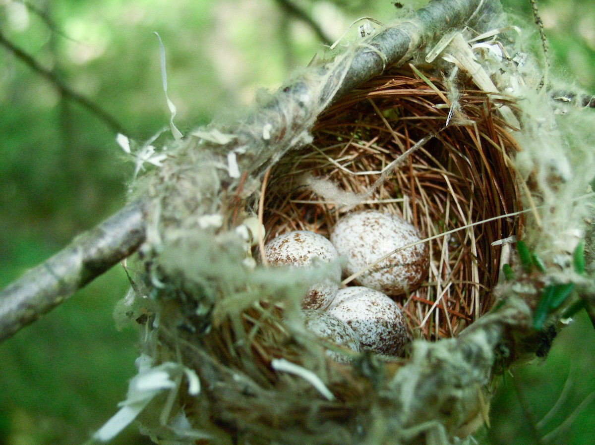 Black-throated Green Warbler - Kristof Zyskowski