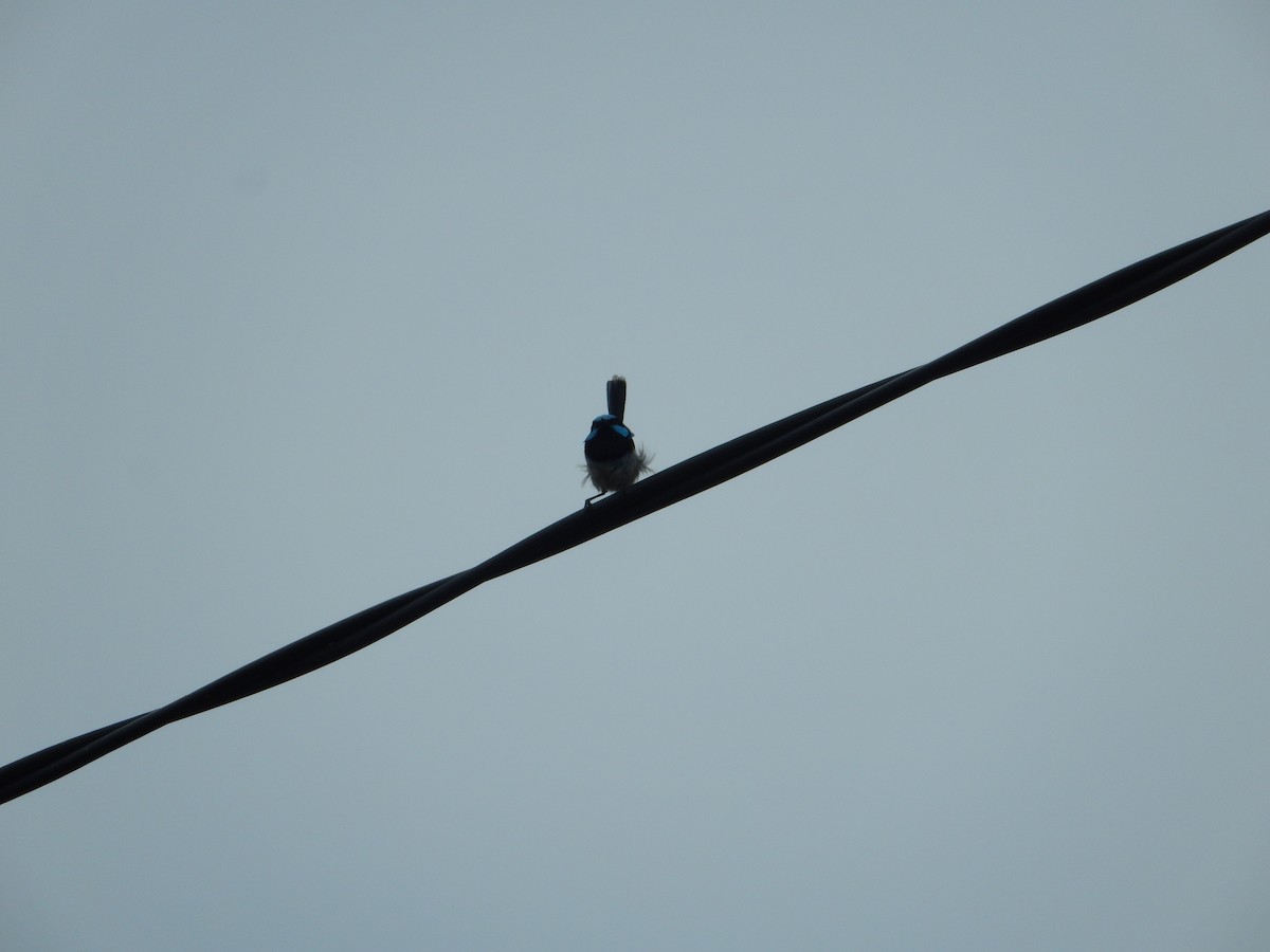 Superb Fairywren - ML191978051