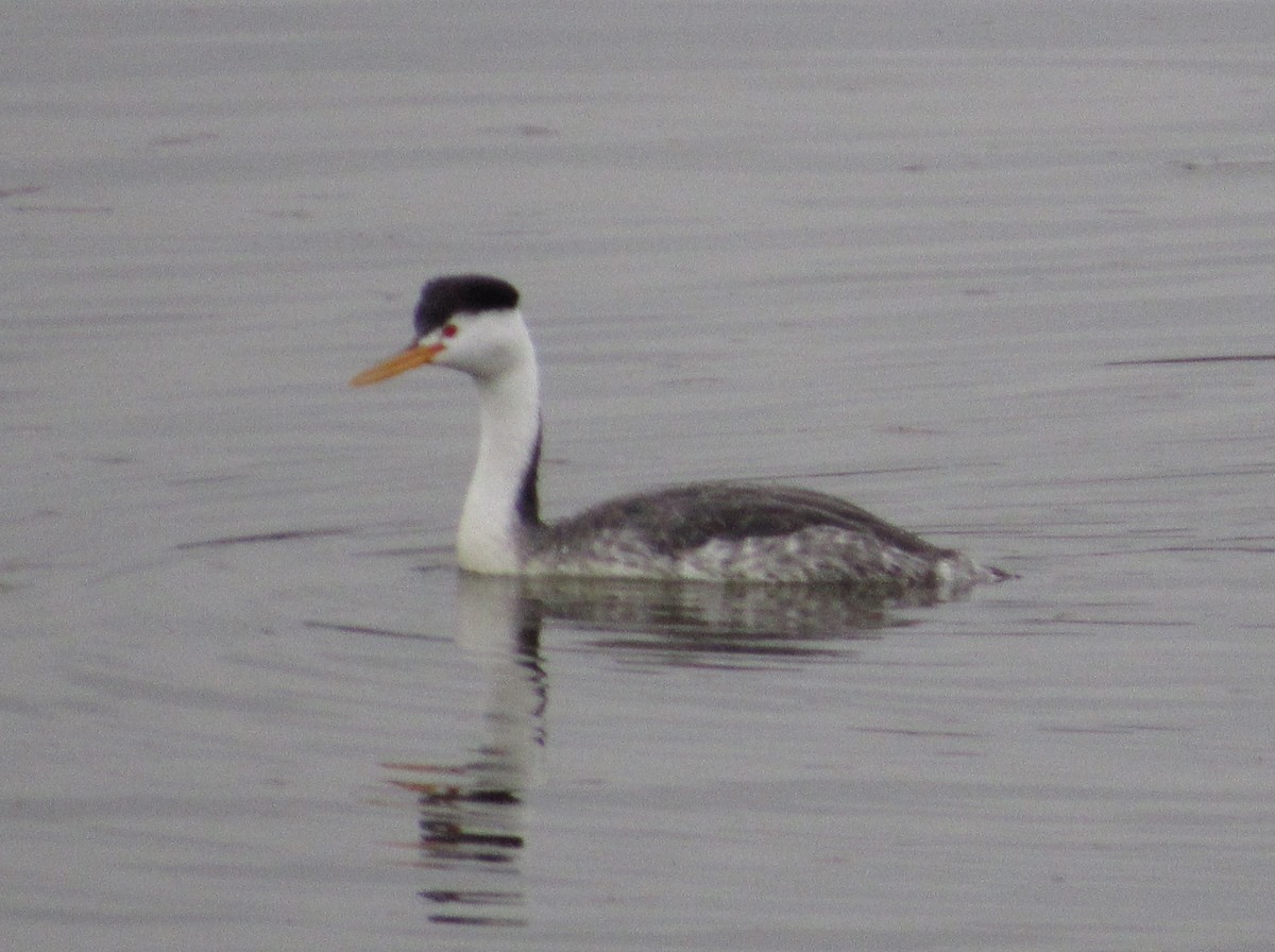 Clark's Grebe - ML191978341