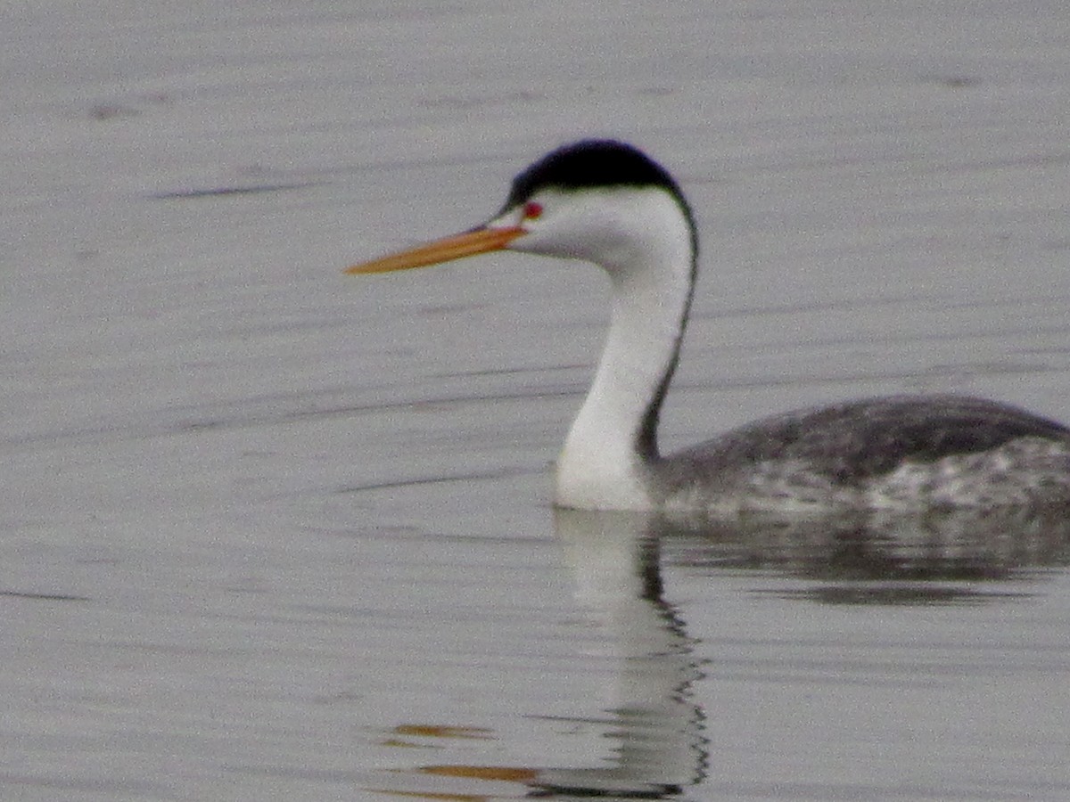 Clark's Grebe - ML191978361