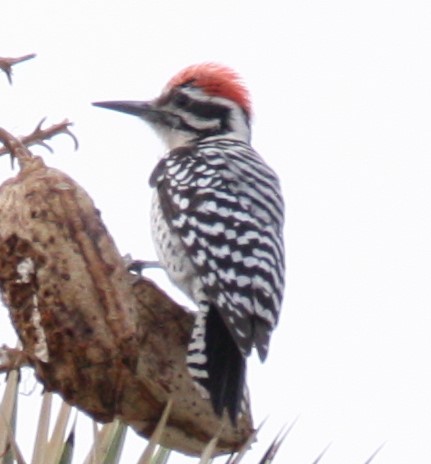 Ladder-backed Woodpecker - ML191981161