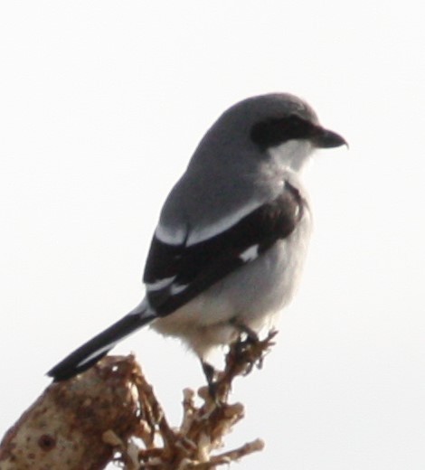 Loggerhead Shrike - ML191981281