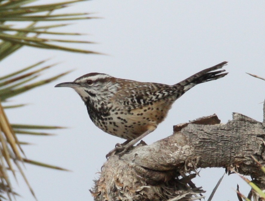 Cactus Wren - ML191981541