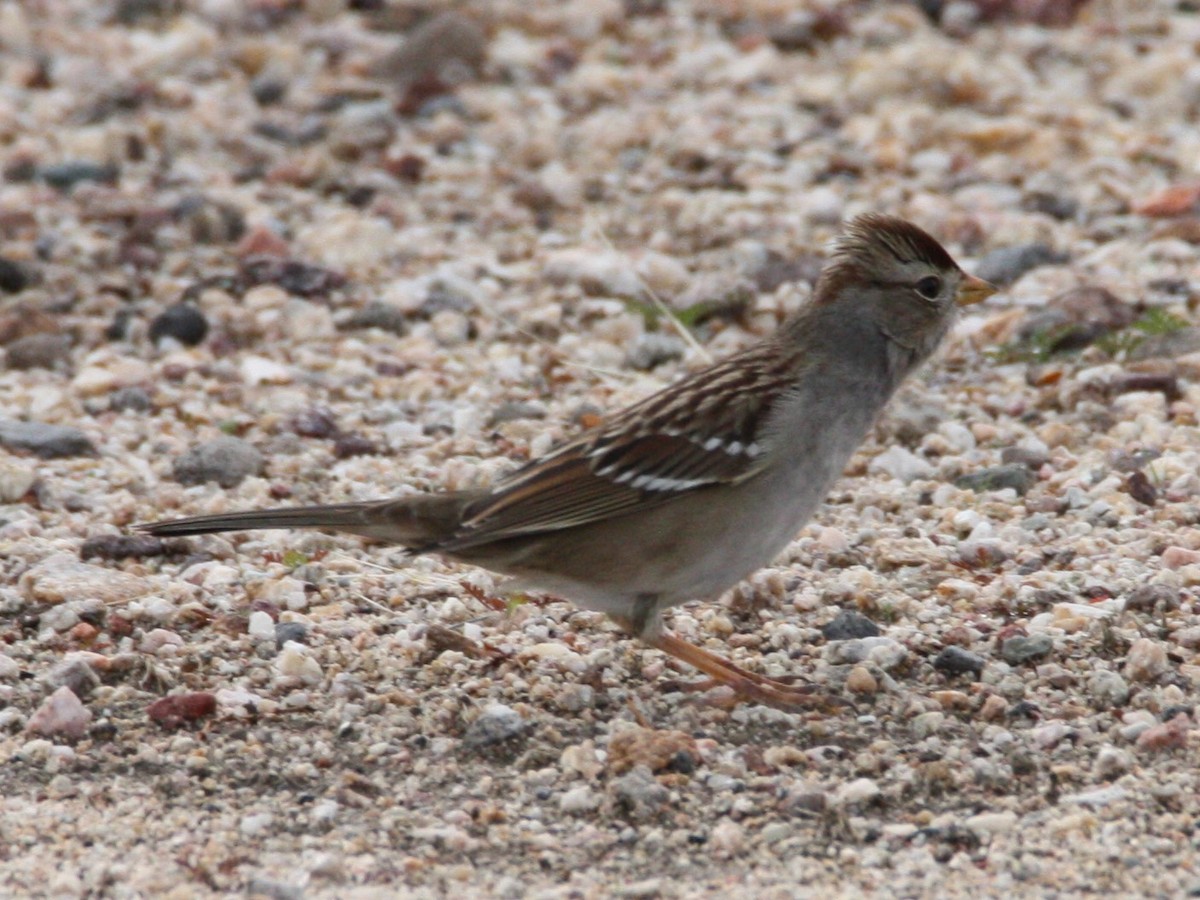 White-crowned Sparrow - ML191982411