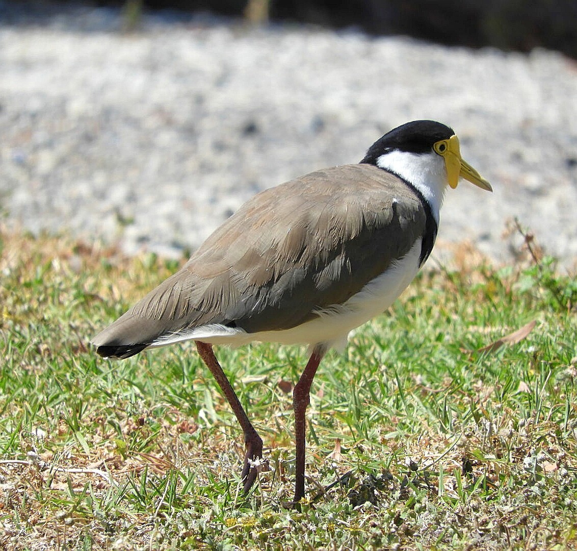 Masked Lapwing - David Fleming