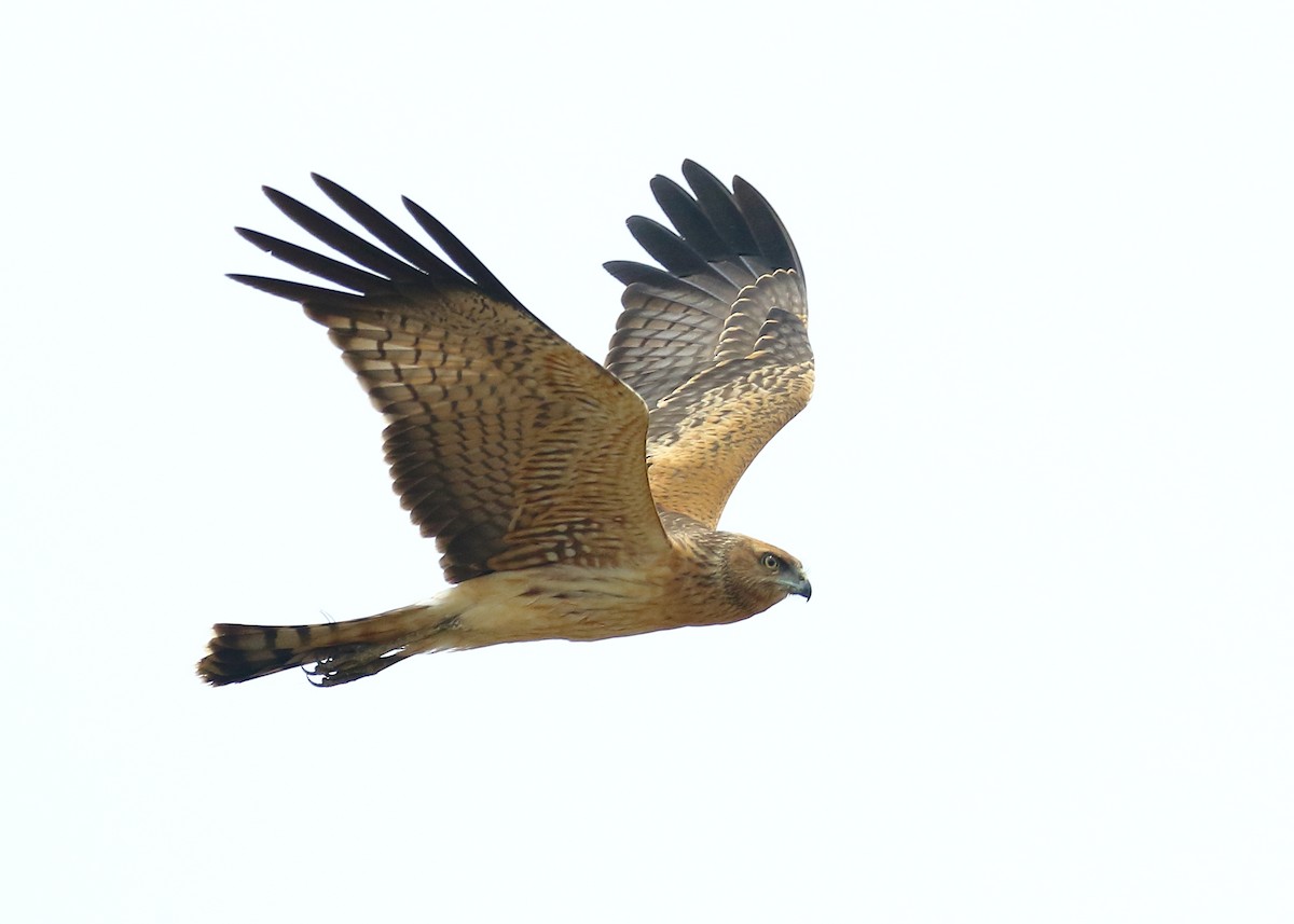 Spotted Harrier - Michael Rutkowski