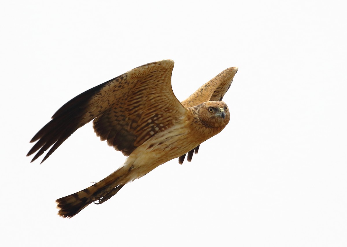 Spotted Harrier - Michael Rutkowski