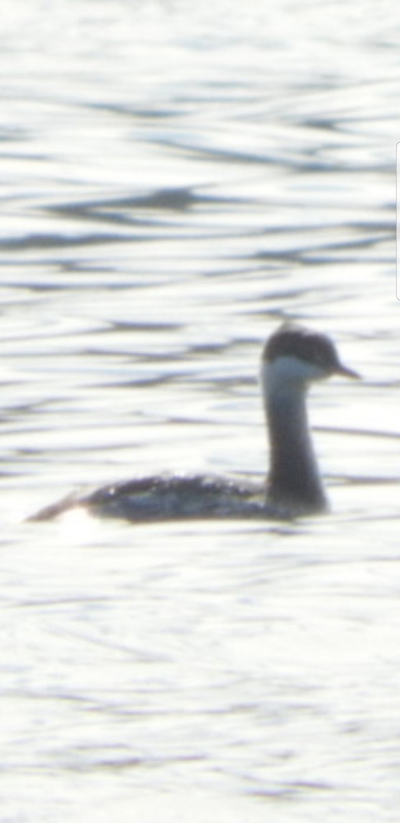 Horned Grebe - ML191985241