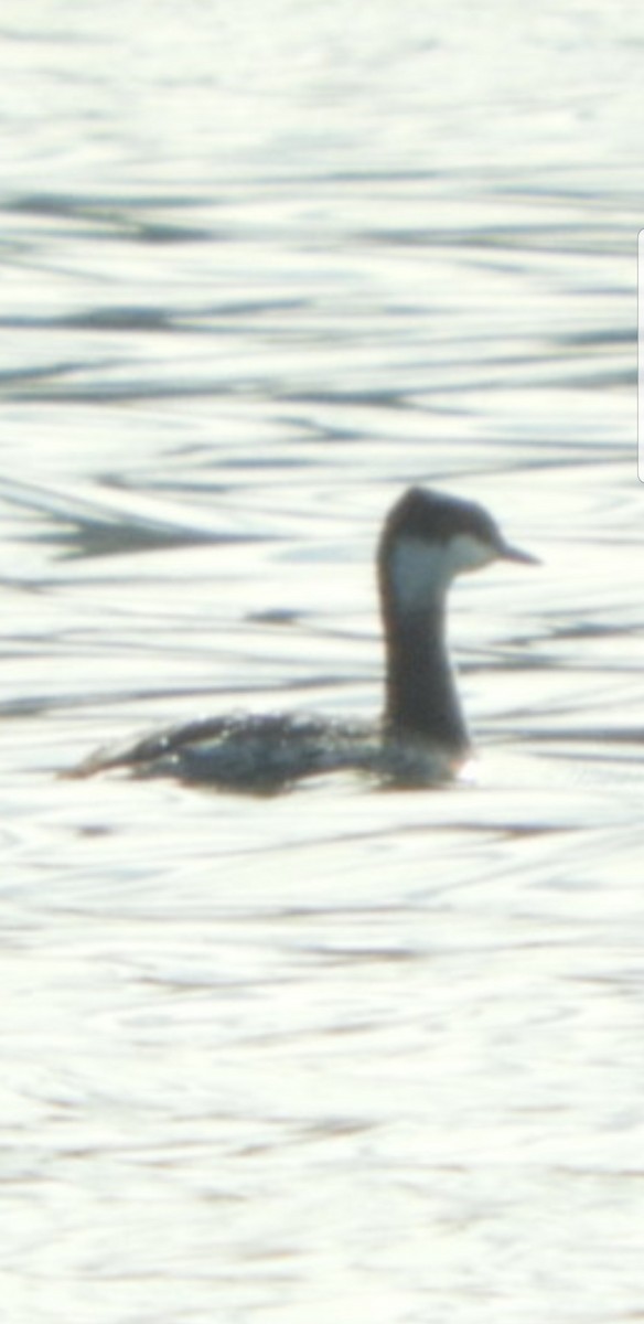 Horned Grebe - ML191985251