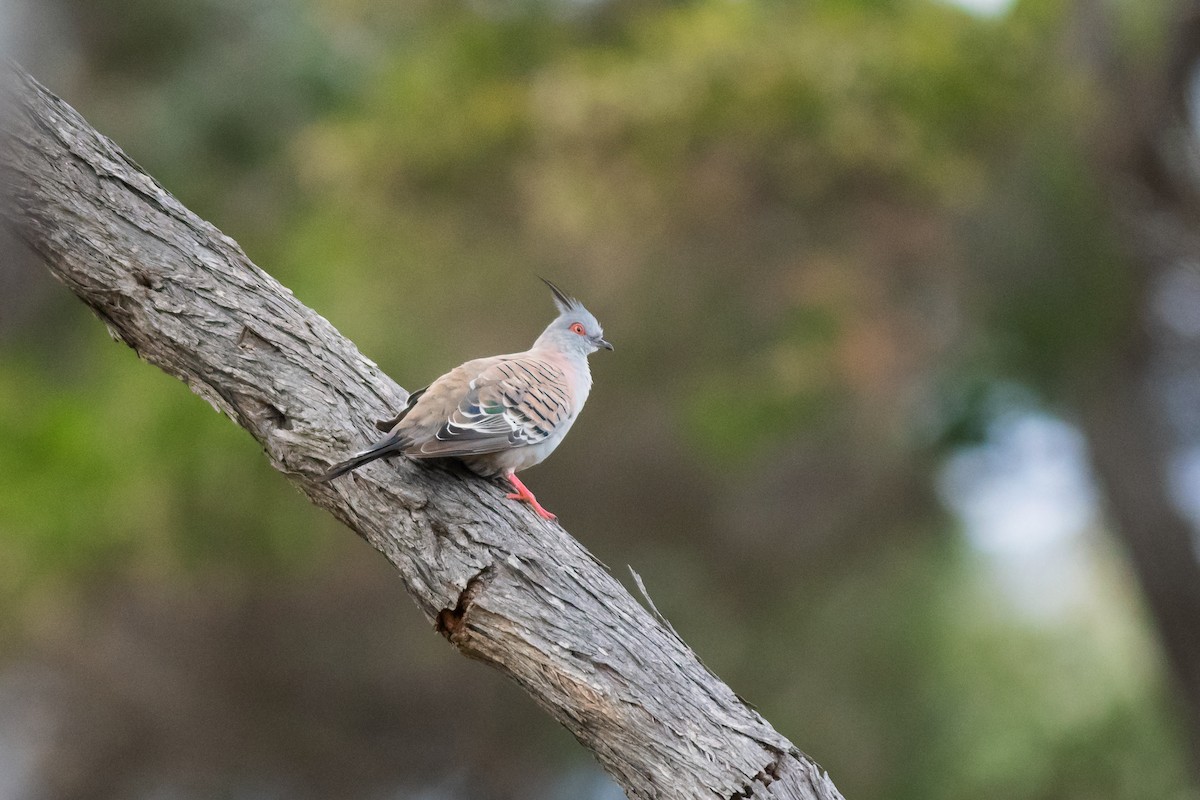 Crested Pigeon - ML191985271