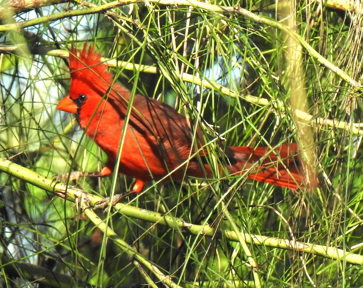 Cardinal rouge - ML191985641