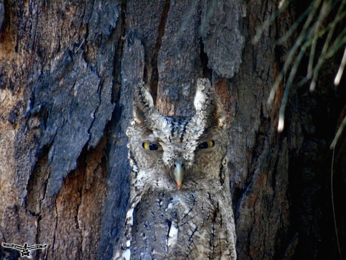 Pacific Screech-Owl - ML191987431