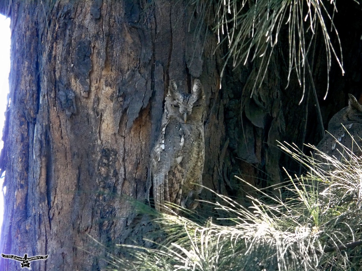 Autillo de Manglar - ML191987481