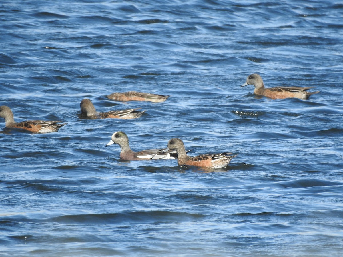 American Wigeon - ML191988581