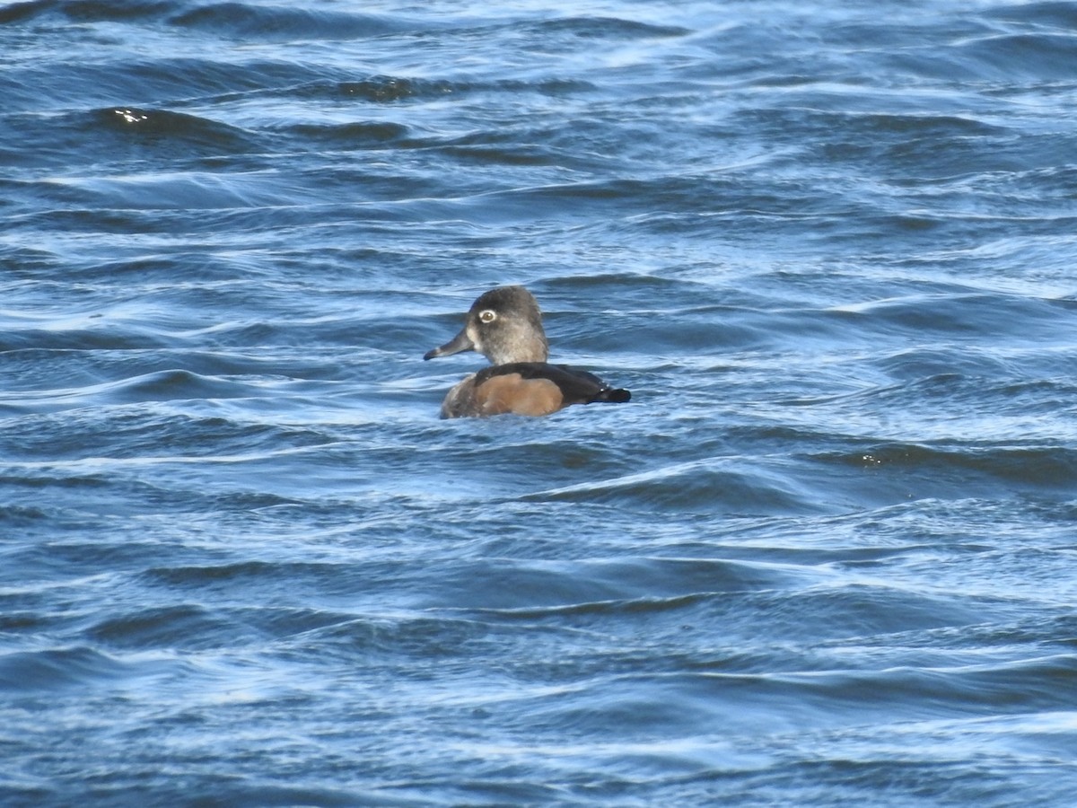 Ring-necked Duck - ML191988591