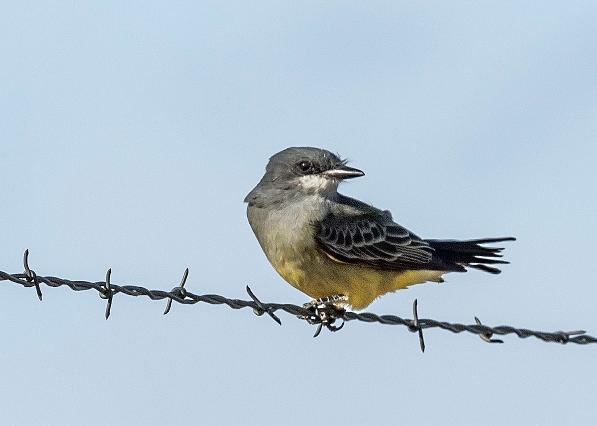 Cassin's Kingbird - ML191988831