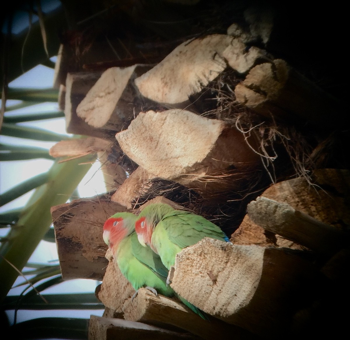 Rosy-faced Lovebird - ML191988851