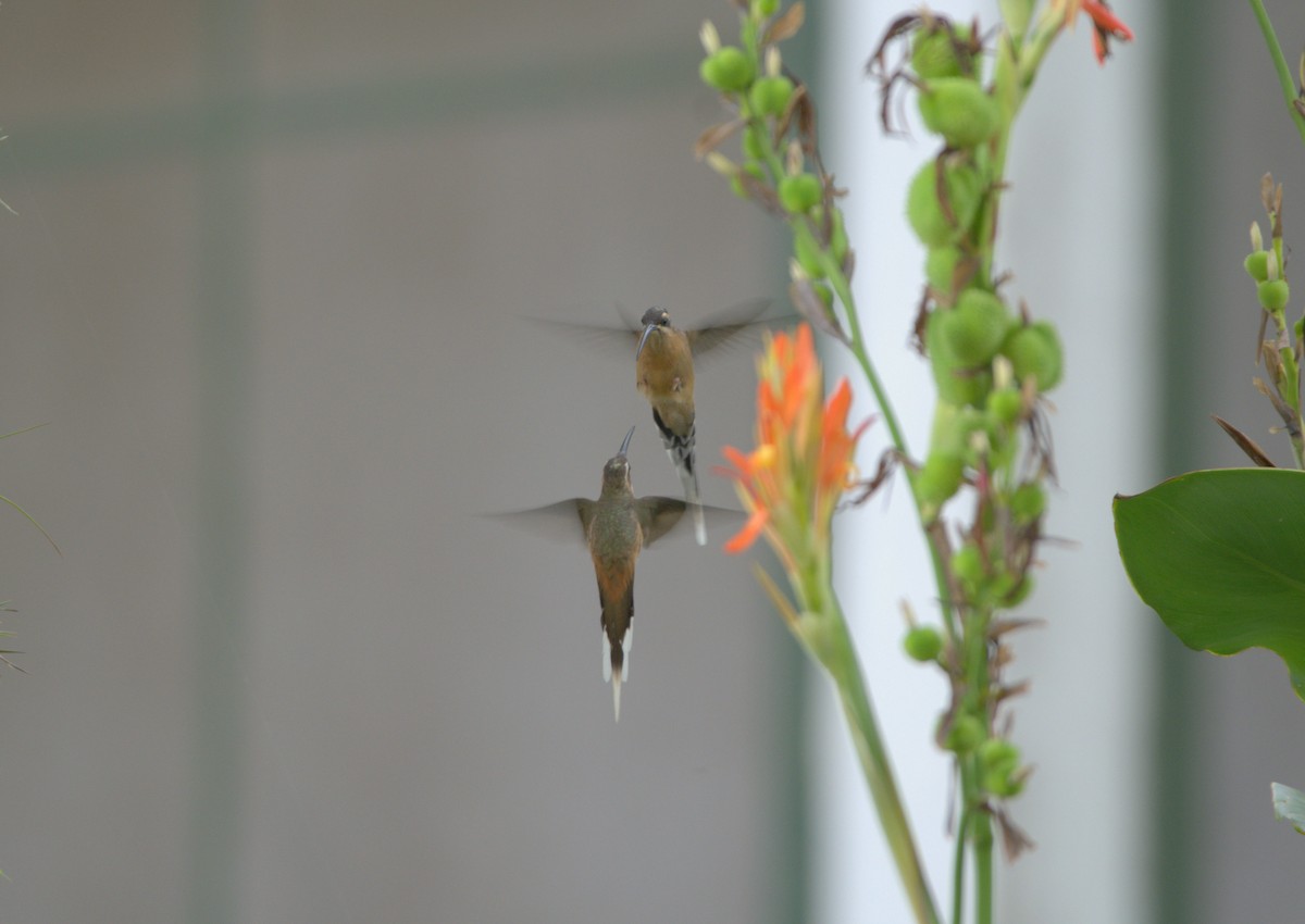 Planalto Hermit - ML191988881